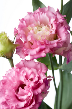 セレブモアピンク ハナスタが提供する切花の画像検索サイト