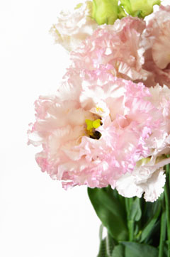 ジュリアスキュートピンク ハナスタが提供する切花の画像検索サイト