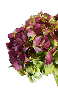 ノリウツギ ライムライト ライトピンク ハナスタが提供する切花の画像検索サイト