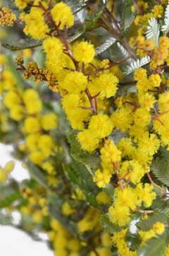 銀葉アカシア プルプレア 葉 ハナスタが提供する切花の画像検索サイト