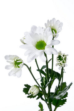 モゼティアラ ハナスタが提供する切花の画像検索サイト