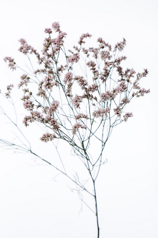雲竜（八重）｜ハナスタが提供する切花の画像検索サイト