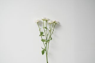 フェアリーキッスホワイト｜ハナスタが提供する切花の画像検索サイト