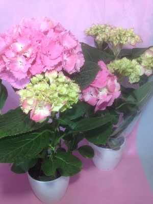 アジサイ エメ（鉢物）｜ハナスタが提供する切花の画像検索サイト