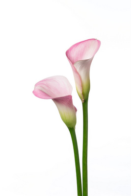 マニラ ハナスタが提供する切花の画像検索サイト