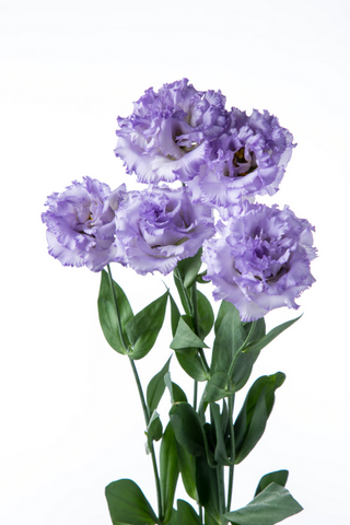 ｎ２コサージュラベンダー ハナスタが提供する切花の画像検索サイト
