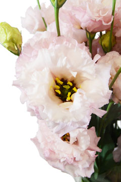 セレブライトピンク 中生 ハナスタが提供する切花の画像検索サイト