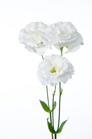 セレブリッチホワイト ハナスタが提供する切花の画像検索サイト
