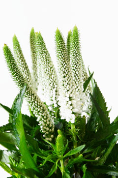 ホワイトビクトリー ハナスタが提供する切花の画像検索サイト