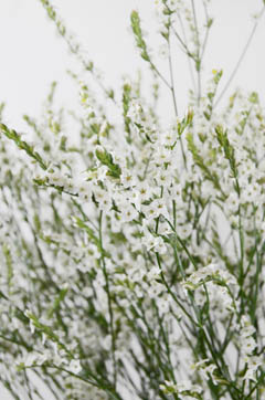 ブリスホワイト｜ハナスタが提供する切花の画像検索サイト
