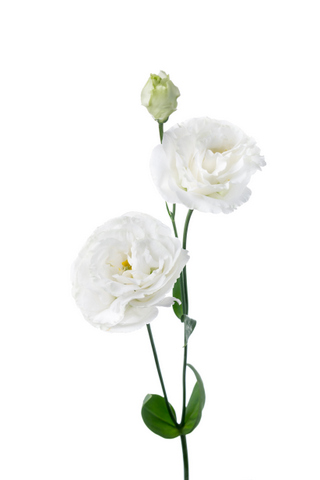 プライムホワイト ハナスタが提供する切花の画像検索サイト