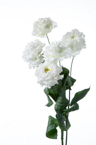 プライムホワイト ハナスタが提供する切花の画像検索サイト