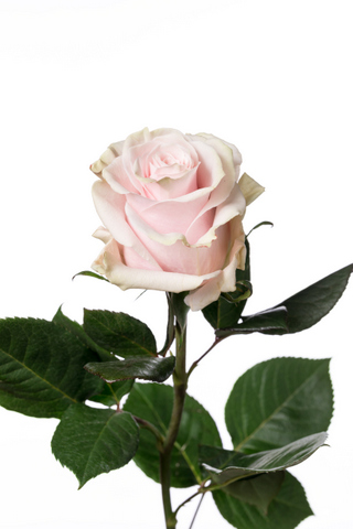 ピンクモンディアル ハナスタが提供する切花の画像検索サイト