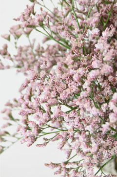 トールエミールピンク ハナスタが提供する切花の画像検索サイト