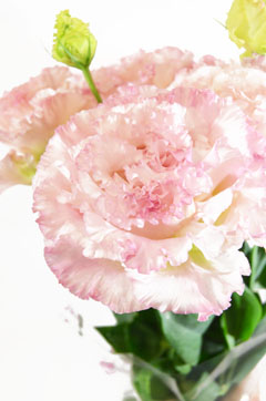 ｎｆワーロピンク ハナスタが提供する切花の画像検索サイト