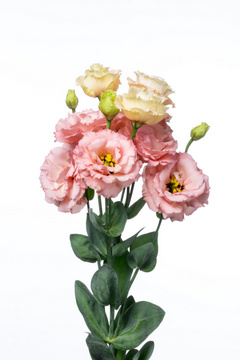 ジュリアスキュートピンク ハナスタが提供する切花の画像検索サイト