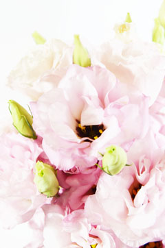 マスカラピンク ハナスタが提供する切花の画像検索サイト