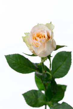 ピンクレディブル ハナスタが提供する切花の画像検索サイト