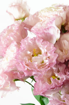 セレブパールピンク ハナスタが提供する切花の画像検索サイト