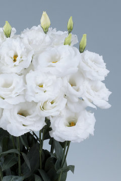 コロンホワイト ハナスタが提供する切花の画像検索サイト