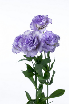 フリンジブルー ハナスタが提供する切花の画像検索サイト