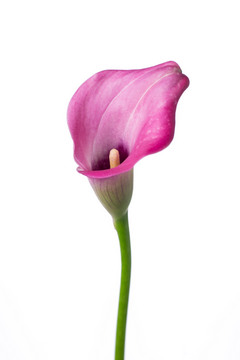 ザズー ハナスタが提供する切花の画像検索サイト