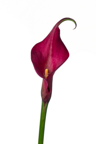 ピンクパピー ハナスタが提供する切花の画像検索サイト