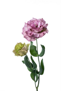 ピックスブルー ハナスタが提供する切花の画像検索サイト