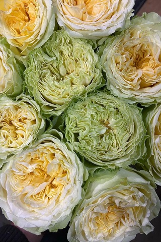 アブセントインスプリング｜ハナスタが提供する切花の画像検索サイト