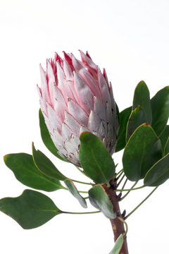 シナロイデス（キングプロテア）｜ハナスタが提供する切花の画像検索サイト