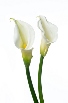 カラー 白 ハナスタが提供する切花の画像検索サイト