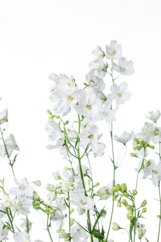 スーパーシルキーホワイトｓｐ ハナスタが提供する切花の画像検索サイト