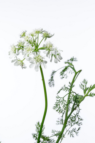 オルレア ハナスタが提供する切花の画像検索サイト