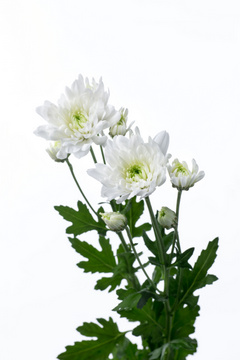 オンシア 八重 ハナスタが提供する切花の画像検索サイト