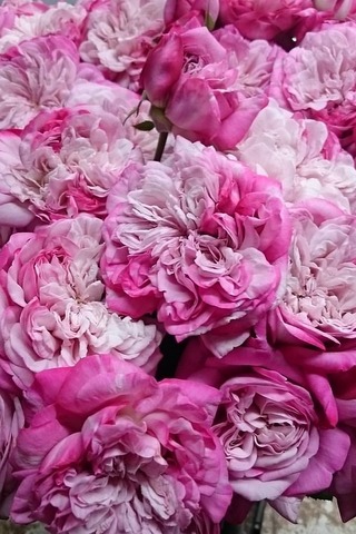 パリス ピンク ハナスタが提供する切花の画像検索サイト