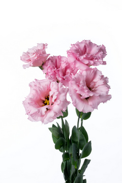セレブプリティ ハナスタが提供する切花の画像検索サイト