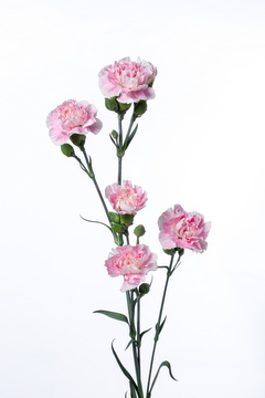 バウンティピンク ハナスタが提供する切花の画像検索サイト