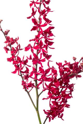レナンセラ バンコクビューティーレッド ハナスタが提供する切花の画像検索サイト