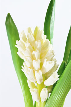 ヒヤシンス 白 ハナスタが提供する切花の画像検索サイト
