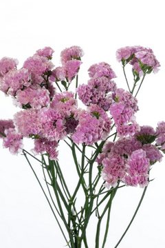 ビンテージグレープ｜ハナスタが提供する切花の画像検索サイト