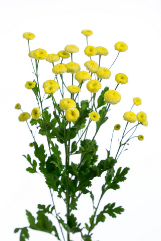 イエローベグモ｜ハナスタが提供する切花の画像検索サイト