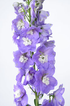 オーロラライトパープル ハナスタが提供する切花の画像検索サイト