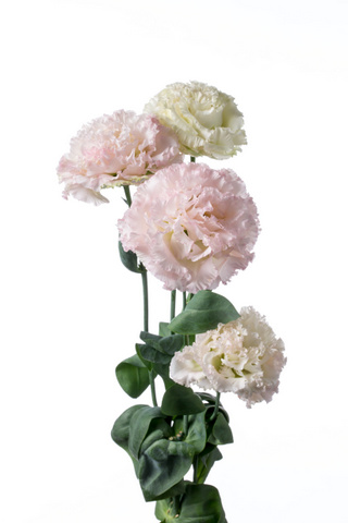 ｎｆマーモピンク 白 淡ピンク ハナスタが提供する切花の画像検索サイト