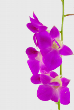 クイーンピンク ハナスタが提供する切花の画像検索サイト