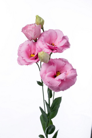 ムースライトピンク ハナスタが提供する切花の画像検索サイト
