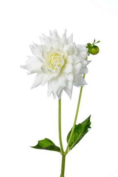 キセキ カクタス咲 ハナスタが提供する切花の画像検索サイト