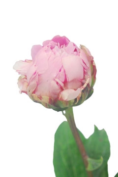 コーラルシュプリーム｜ハナスタが提供する切花の画像検索サイト