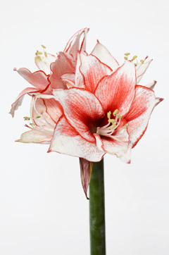 カリスマ ハナスタが提供する切花の画像検索サイト