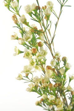 クリスタルパール｜ハナスタが提供する切花の画像検索サイト