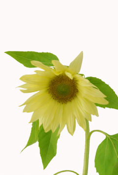 サンリッチマンゴー｜ハナスタが提供する切花の画像検索サイト